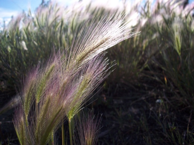 Northern grass